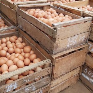 telur ayam negeri - peti krat